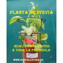 Planta de Stevia Rebaudiana, plantas de Estevia Rebaudiana
