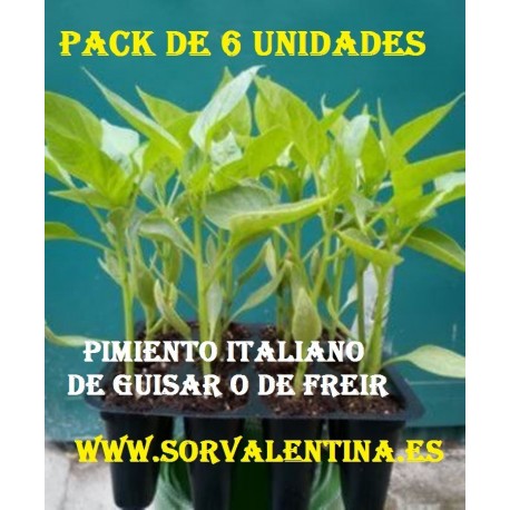 Planta pimiento italiano dulce PACK 6 UNIDADES 