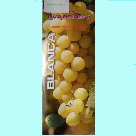 Parras de mesa, variedad Eva. Buen tamaño, es una uva dorada, de tamaño medio de forma redonda.