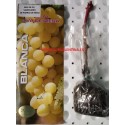 . Parras de mesa. Variedad Moscatel blanca.  Fruto: Buen tamaño, es una uva color amarillo y my dulce. 