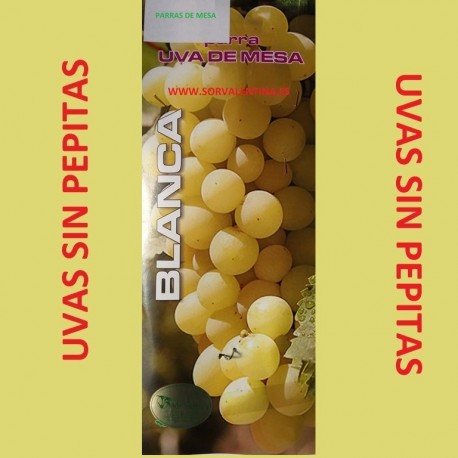 Parras de mesa. Variedad  Uvas sin pepitas. Fruto: Tamaño mediano , es una uva color amarillo y my dulce.