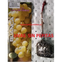 Parras de mesa. Variedad  Uvas sin pepitas. Fruto: Tamaño mediano , es una uva color amarillo y my dulce.