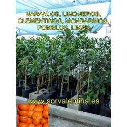 Clementinas clemenules