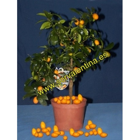 Resaltar otoño Encadenar Cultiva tus Naranjos enanos Kunquat Nagami con frutos alargados