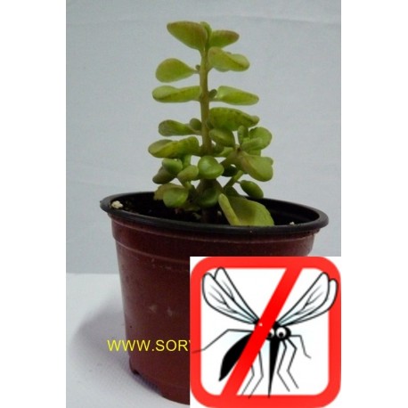 Planta crasa antimosquito