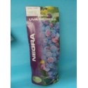 Parras de mesa, variedad Michelli Paliei Buen tamaño, es una uva violácea oscura, muy vigorosa y productiva.