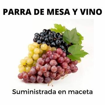 Planta de viña en maceta, planta de uvas de mesa en maceta