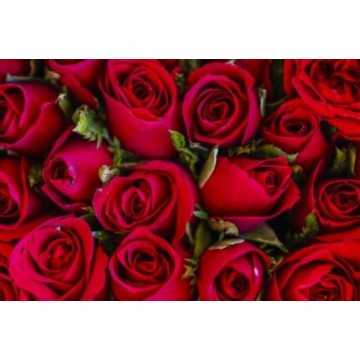 Envío de Ramos florales de rosas por San Valentín de colores rojo, azul, blanco, rosa, amarillo y variados, a localidades del Norte de Cáceres.