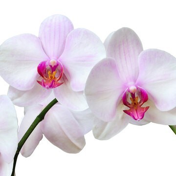 Envío de flores por San Valentín: Orquídea, Rosales mini, Anthurium, Rosal comestible, Arecas, Drácenas, Ficus, Bonsáis y Cítrico enano a localidades del Norte de Cáceres.